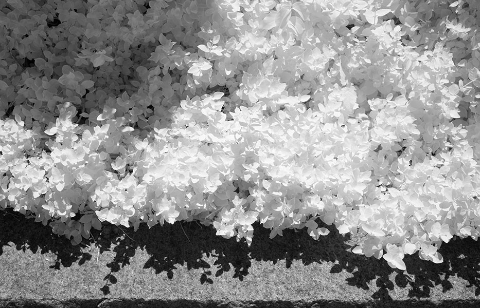 Infrared Photo of Garden Ground Cover and Granite Curbstone.
